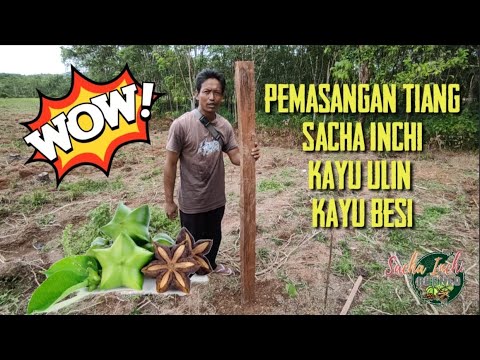 Video: Bagaimanakah anda memasang tiang kayu pada konkrit?