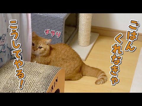 お腹が空いたのをイタズラしてアピールしてくる猫に困ってます！