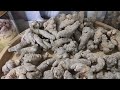Củ Tam Thất Bắc hàng già chất lượng (0985.113.004)