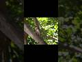 #monkey #babyanimal #cute #anmals #babymonkey #short