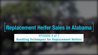 Episode 4 of 7- Handling Techniques for Replacement Heifers