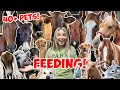 FEEDING ALL MY ANIMALS IN ONE VIDEO! | 40+ ANIMALS *NEW PETS ROUTINE!*