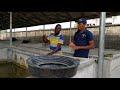 THIS WILL INSPIRE YOU TO STARTING UP OR REOPENING YOUR FISH FARM; HUGE INVESTMENT, HUGE TURNOVER.