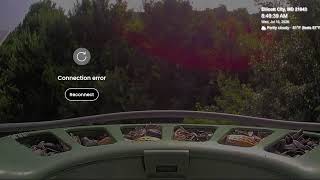 LIVE Bird Watching in Ellicott City, MD | NO ADS