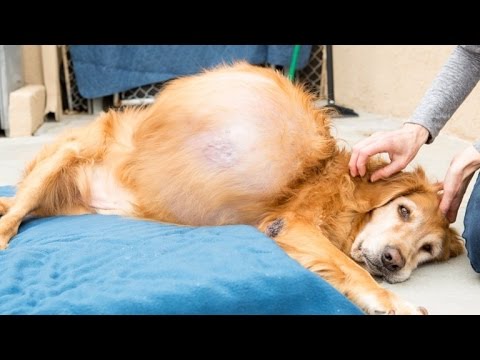 Video: Redningshund med sjælden tumor til at gennemgå banebrydende kirurgi