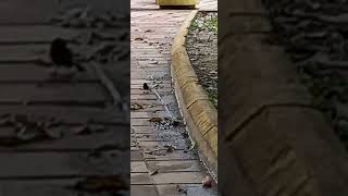 PAJARO COMIENDO VICHOS EN EL PARQUE - AMAZONIA.