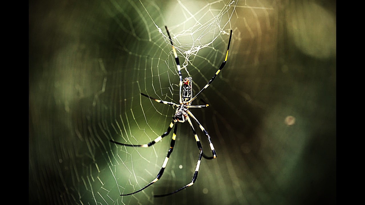 Tales from the creeps: Arachnophilia