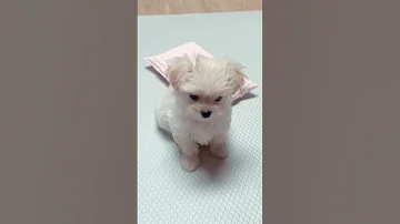 SOUNDS THAT TILT DOGS HEADS SOUNDS DOGS LOVE MOST Shorts 