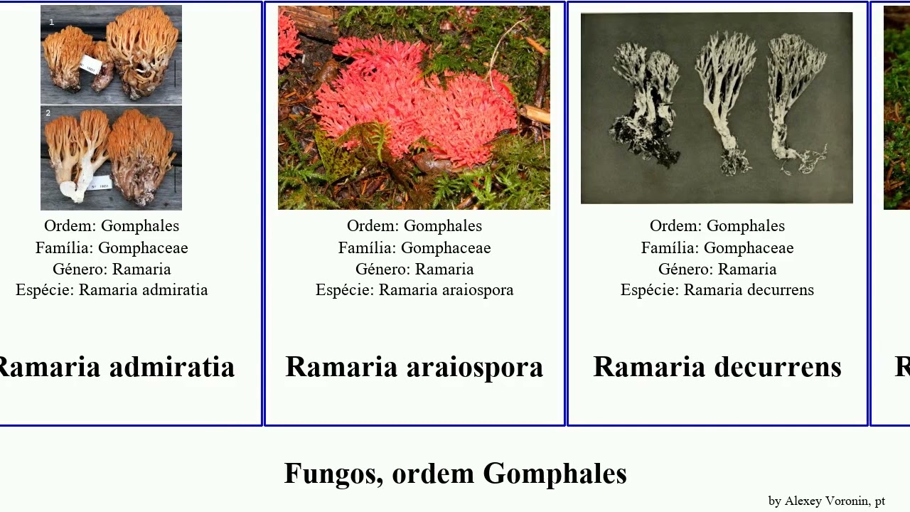 Fungos, ordem Gomphales ramaria fungus formosa rufescens rasilispora Haugen cyaneigranosa Chris