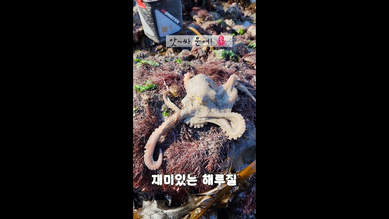 재미있는 해루질 모음! - YouTube