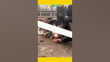 😨💥Laying eggs animals😱 #shortvideo #youtubefeed #respect  #ytinfeed #viral #trend #eggexperiment