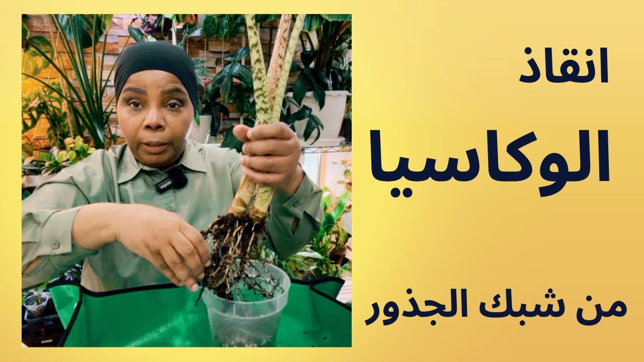 انقاذ النباتات من نسيج الجذور