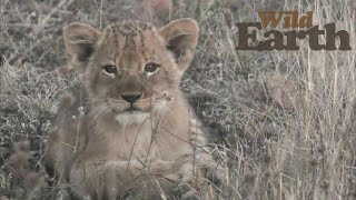 WildEarth - Sunrise Safari - 21 June 2020