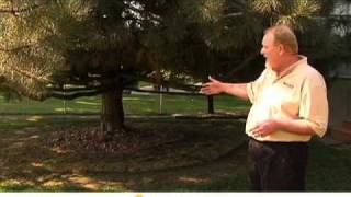 Pine Tree Problem Area Landscape Tips