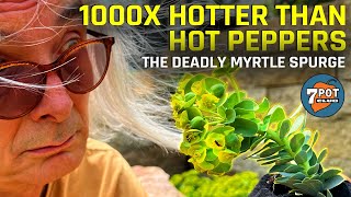 Myrtle Spurge is 1000x Hotter than Chili Peppers (But Don’t Eat it)