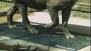 Tapir walking over pressure mat in slow motion