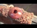 Turning a Wooden Pendant Necklace with Sam Angelo Turning a Wooden Pendant Necklace with Sam Angelo