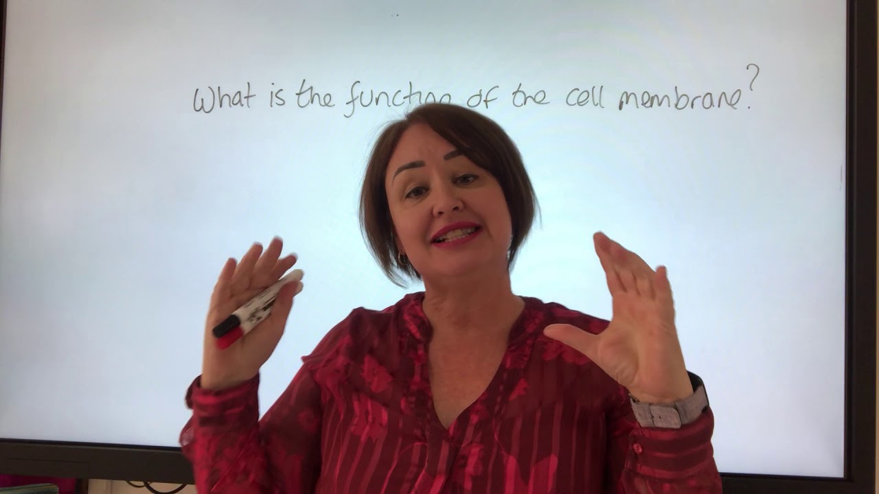 What is the function of the cell membrane? - YouTube