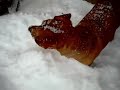 pike playing in the snow