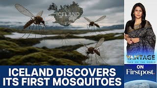 Iceland Discovers Mosquitoes for the First Time Amid Climate Change | Vantage With Palki Sharma