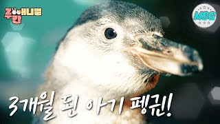 펭귄 탄생기 최초 공개! 태어난 지 3개월 된 🐧아기 훔볼트 펭귄!🐧 #주간애니멀 #MSG #생방송오늘저녁 MBC 210302 방송