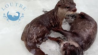 Otter Beat Kissed By All Family Members! by LOUTRE 14,939 views 3 weeks ago 5 minutes, 18 seconds