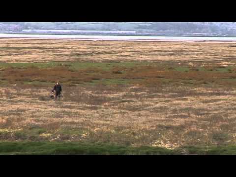 Dee Marshes Wild Fowler 