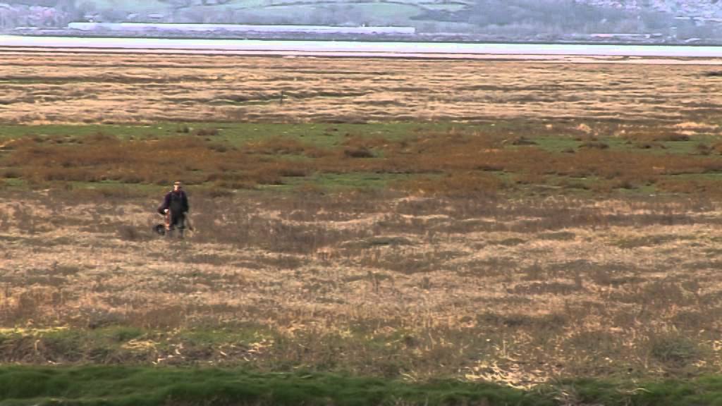 Dee Marshes Wild Fowler