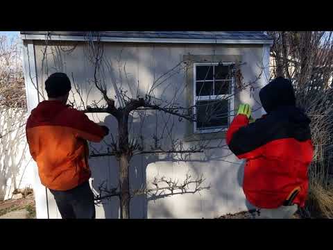 Correcting a Neglected Espalier