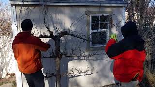 Correcting a Neglected Espalier