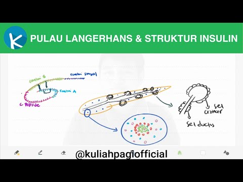 Video: Adakah sel beta dan sel islet adalah perkara yang sama?