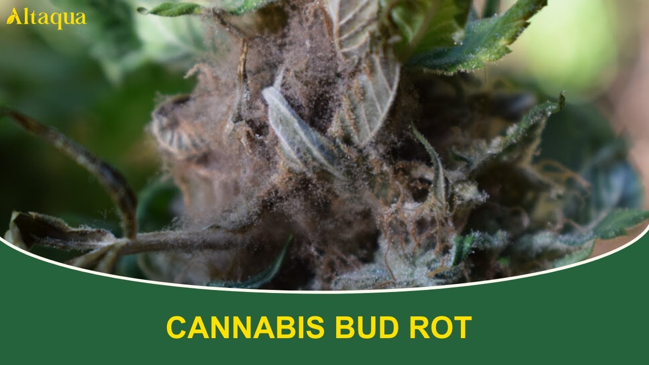 Understanding Bud Rot in Cannabis: Prevention and Control of Botrytis