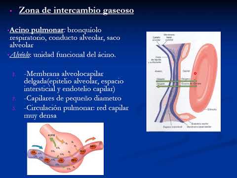 Respiración y Ventilación - Cardiovascular y respiratorio