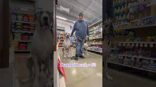 2 Great Danes in Petsmart #shorts