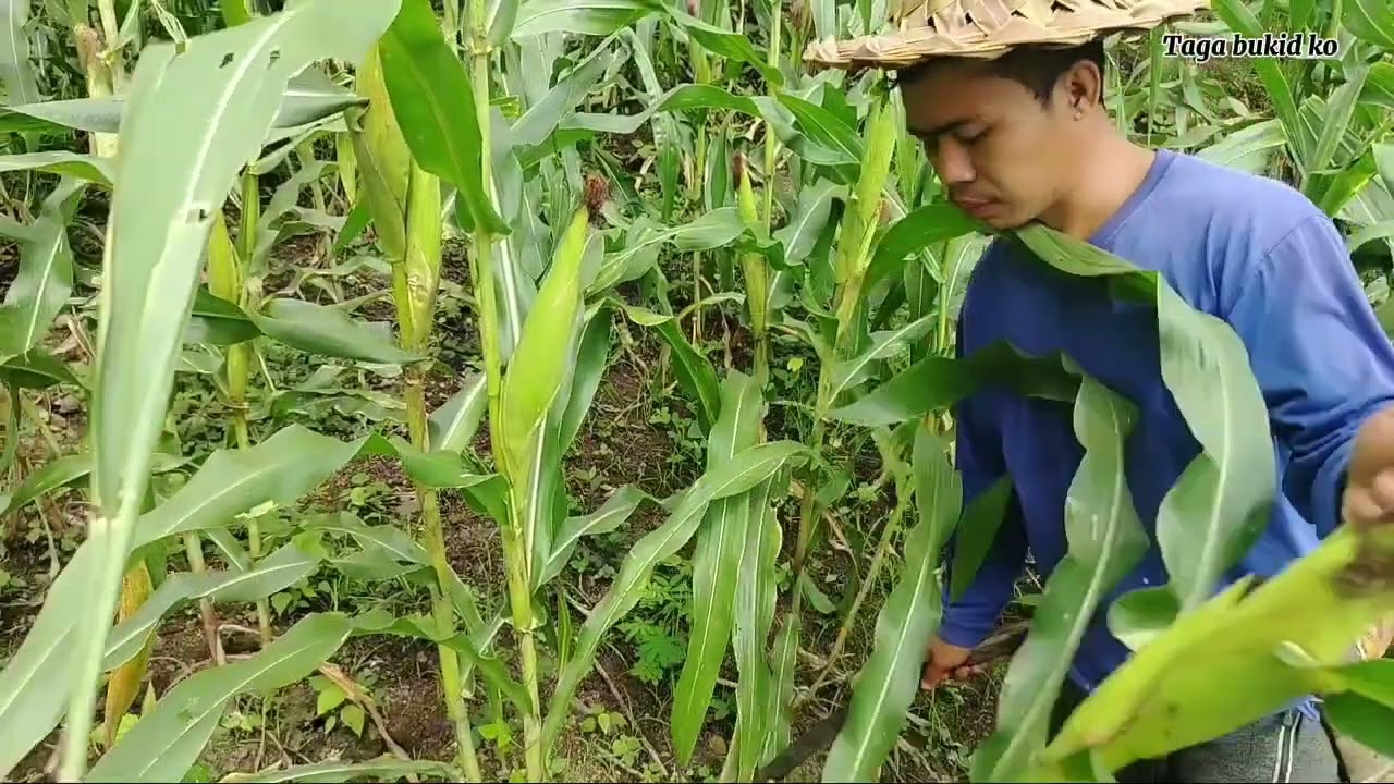 Simple life in the province | Mag harvest tayo ng mais | With my brother, 