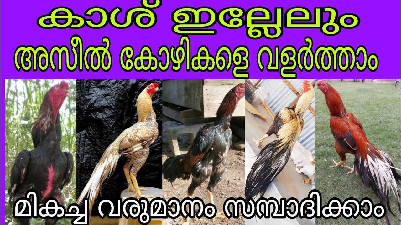 മുതൽ മുടക്കില്ലാതെ അസീൽ കോഴികളെ വളർത്താൻ ആഗ്രഹം ഉണ്ടോ.....