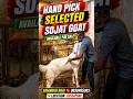 Handpicked Selected Sojat Goat #sojatgoats #sojatbakra #goat #bakra #bakripalan #viralgoat #shorts