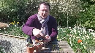 Clematis cuttings made easy with Mark Lane