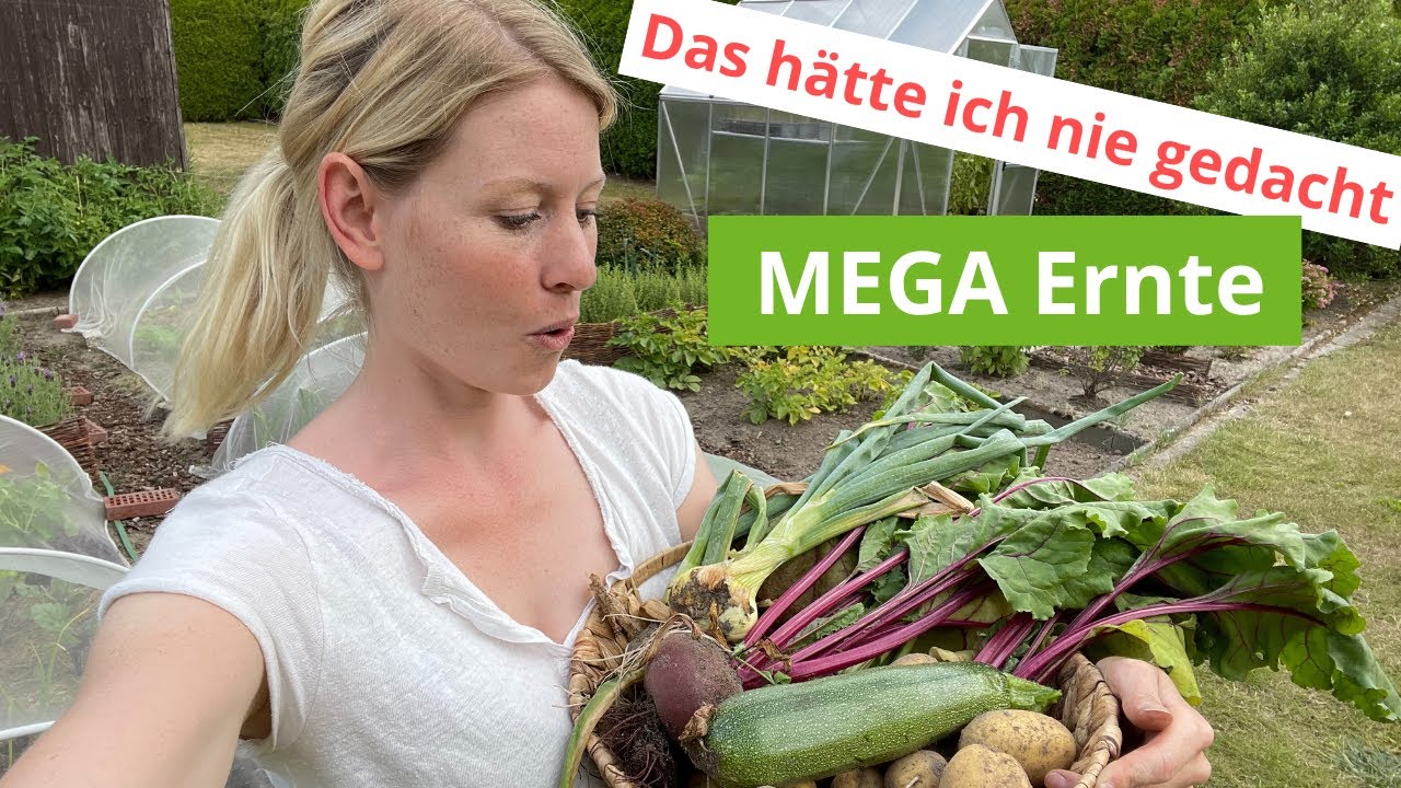 Riesige Ernte im Juli Gartenarbeit 2022 Gemüsegarten YouTube