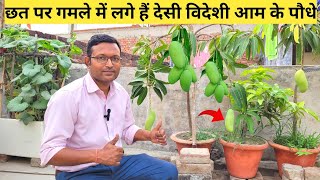 छत पर गमले में लगे हैं देसी विदेशी आम के पौधे | Mango Plant care tips in rooftop garden