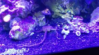 Feeding a serpent starfish