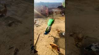 Shining peacock beauty #hens #peacock #birds #talkingparot #foryou #minizoo #animal #aviary #pets