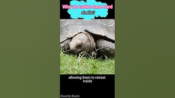 Why do turtles have hard shells? #facts #wildanimalfacts #animals