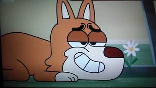 Boy Girl Etc. Pies Goni Wiewiórke I Boi Się W Dół