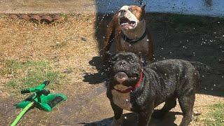 Update Of Rhodes Kennels Behemoth Bloodline 