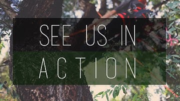 San Diego Tree Service | LC Tree Service