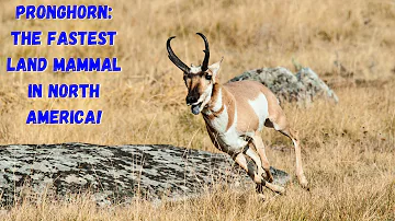 Pronghorns: The Fastest Land Mammal in North America!