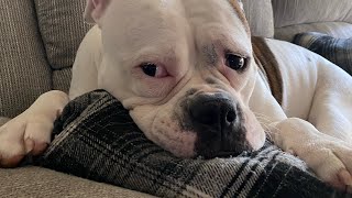 AMERICAN BULLDOG TAKES THE DAY by FreyaFreyerson 116 views 3 weeks ago 43 seconds