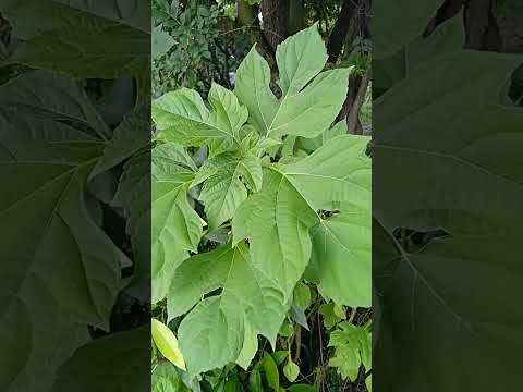 Cómo darle a nuestros conejos la planta de tithonia o botón de oro #conejo #crianzadeconejos