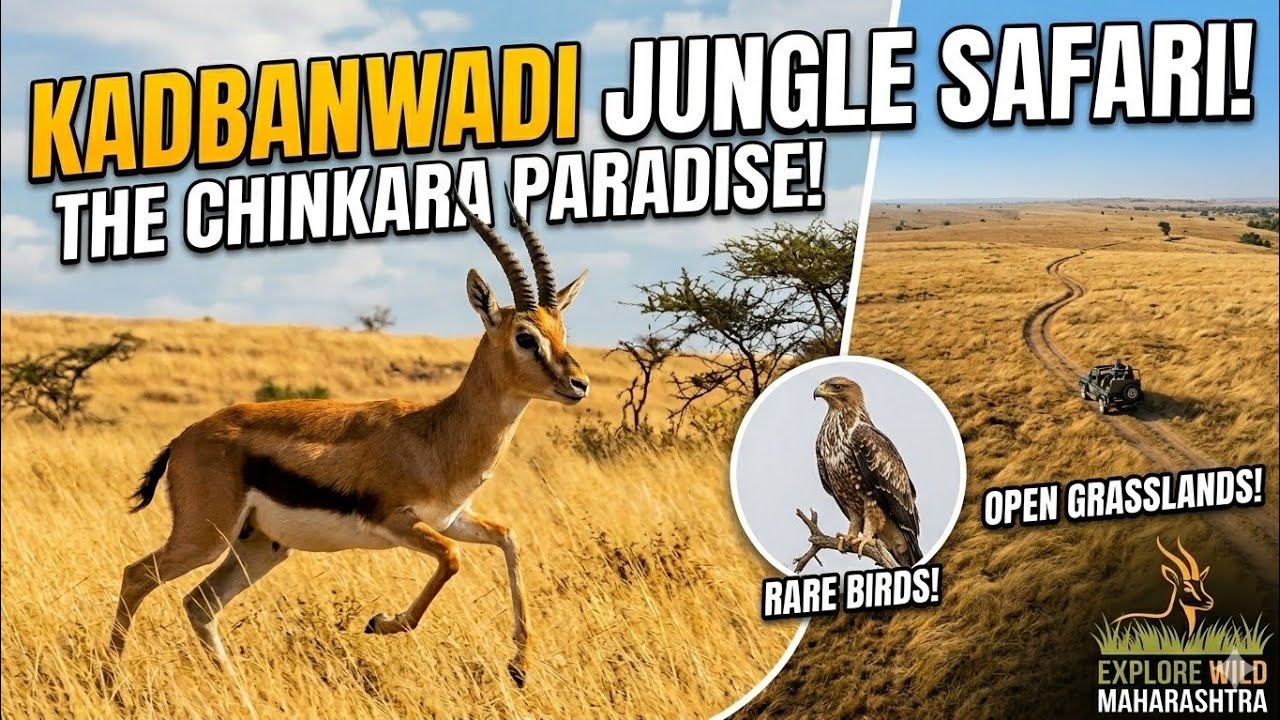 Kadbandwadi Jungle safari: The Chinakra Paradise ​🌾 🐺 🦌  🦅 🏜️ 🔭
